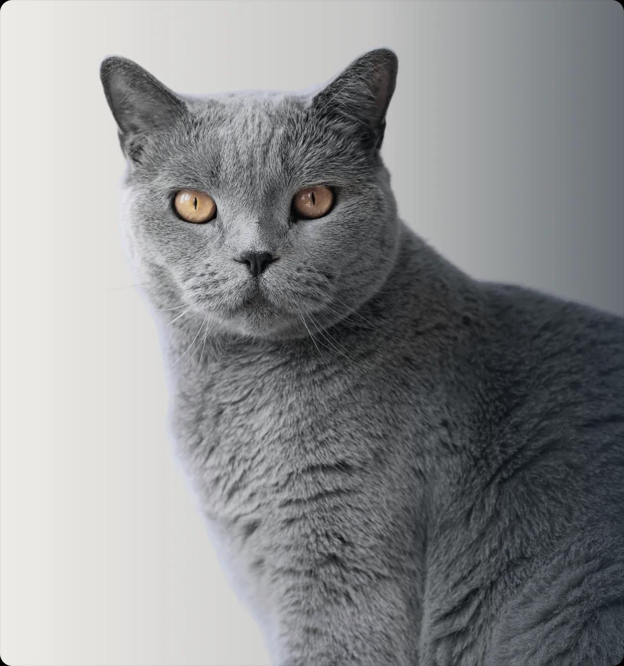 KATZEN
