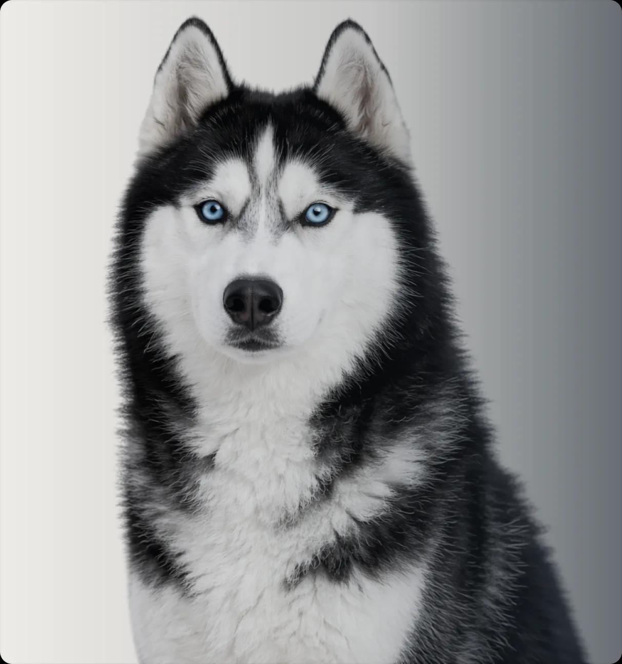 HUNDE