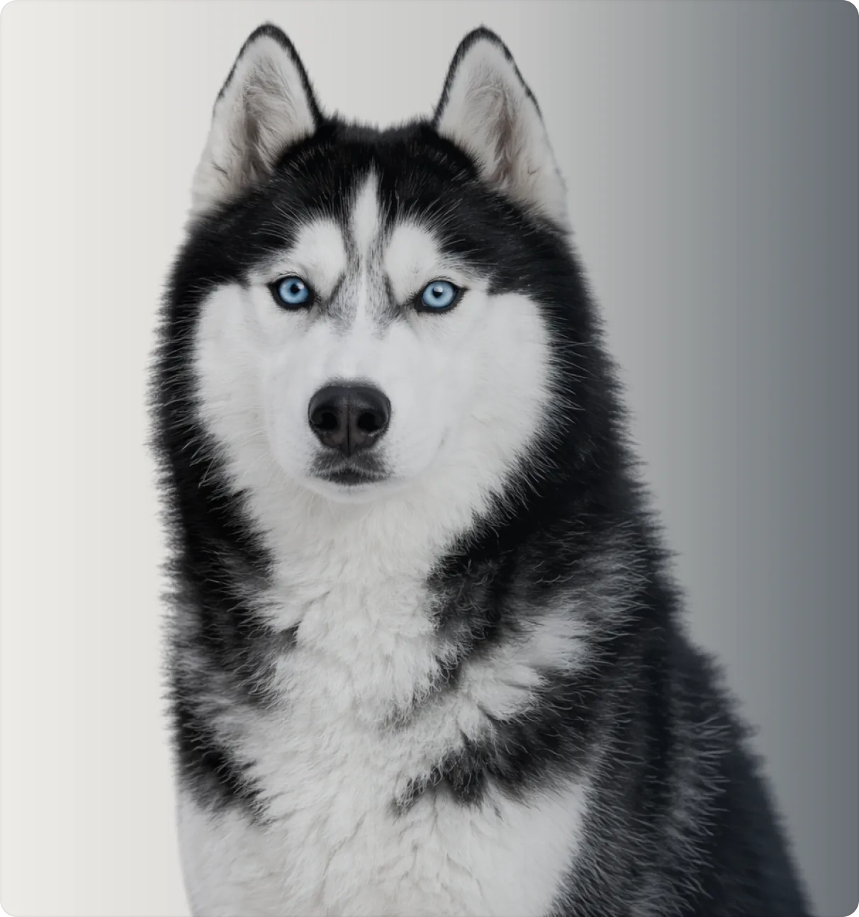HUNDE