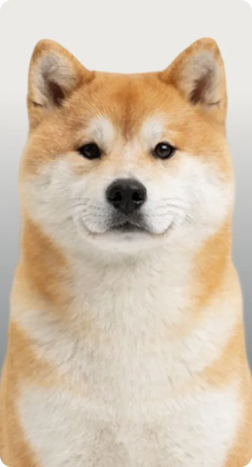 Hund