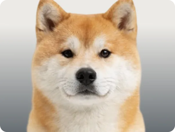 Hund
